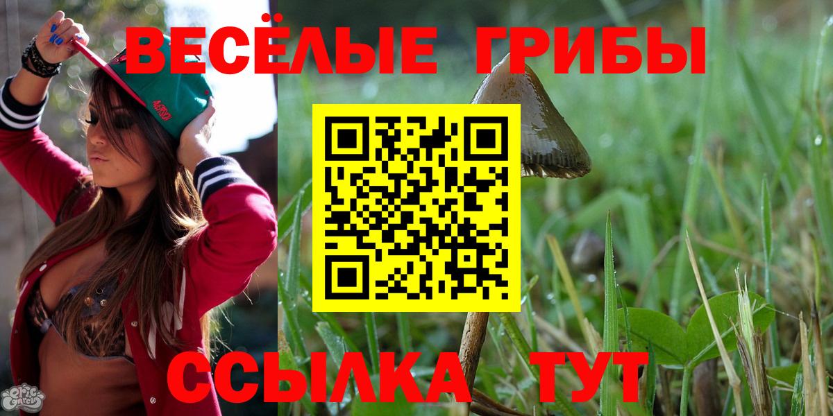 Галлюциногенные грибы Psilocybe Будённовск